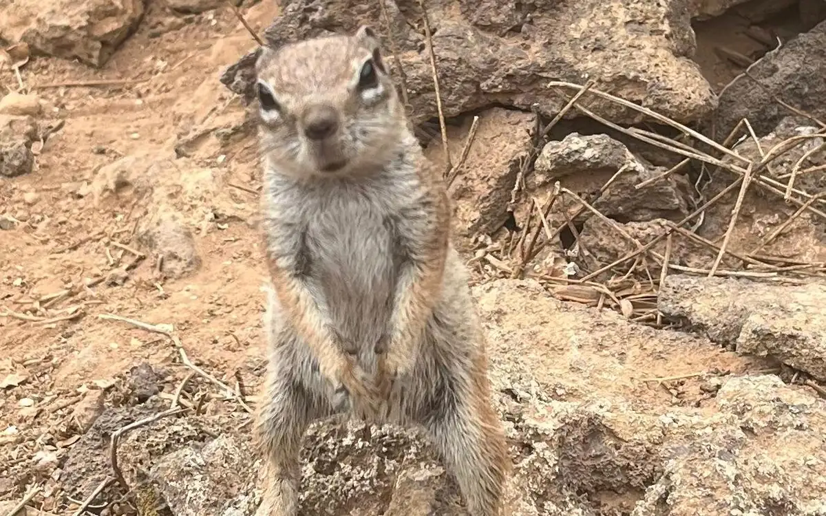 Ein Erdhörnchen richtet sich auf trockenem, steinigem Boden auf